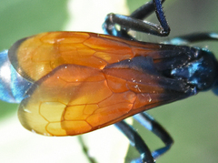 Pepsis basifusca
