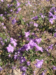 Leucophyllum laevigatum