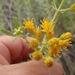 Rusby's Goldenbush - Photo (c) Ted Barone, some rights reserved (CC BY-NC), uploaded by Ted Barone