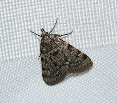 Aglossa pinguinalis