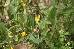 Abaeis xantochlora xantochlora