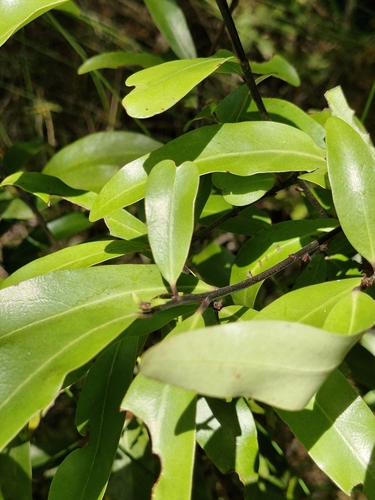 Image of Alseuosmia quercifolia by (c) Irisa Hudson, some rights reserved (CC BY)