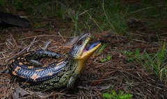 Blotched Blue-Tongued Lizard photo 1