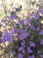 Leucophyllum laevigatum