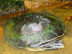 Phrynops geoffroanus