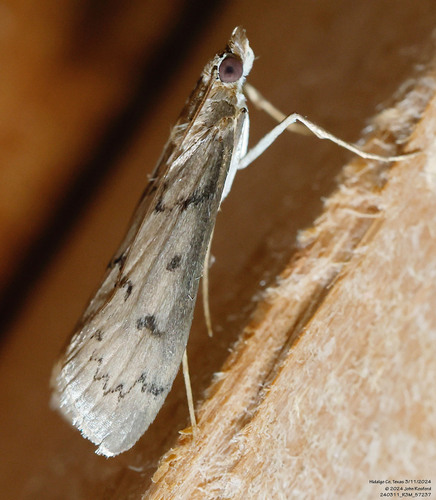 Blepharomastix haedulalis photo 4