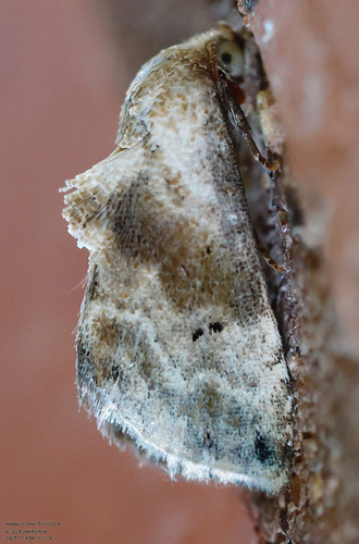 Everlasting Bud Moth photo 3