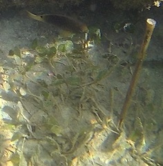 Halophila