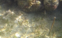 Halophila