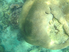 Physogyra lichtensteini