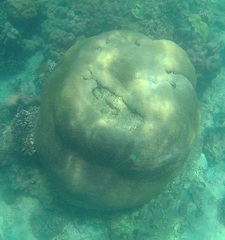 Physogyra lichtensteini