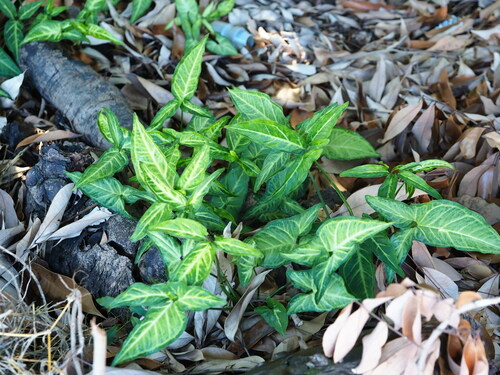 Syngonium angustatum