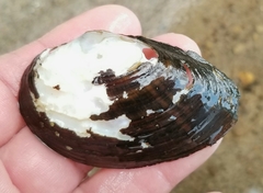 Alasmidonta undulata