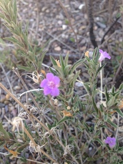 Dyschoriste decumbens