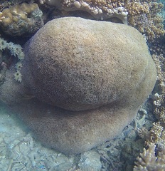 Physogyra lichtensteini