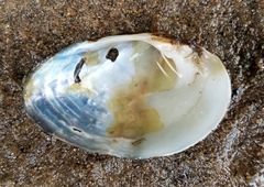 Alasmidonta undulata