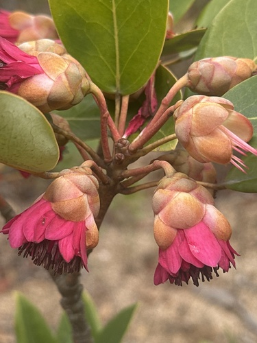 Rhodoleia (Rhodoleia championii)