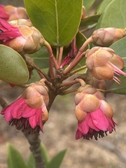 Rhodoleia championii