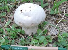 Calvatia lilacina