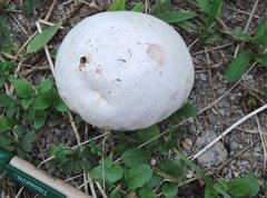 Calvatia lilacina