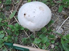 Calvatia lilacina