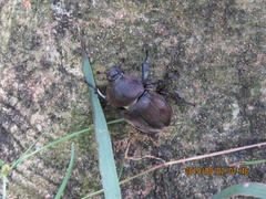 Trypoxylus dichotomus