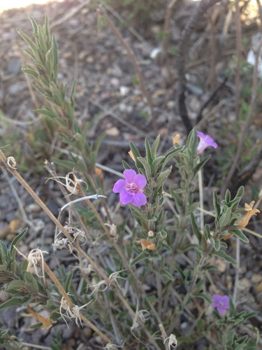 Dyschoriste decumbens
