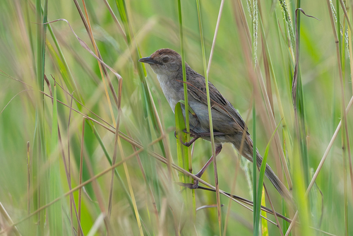 Tawny Grassbird (Cincloramphus timoriensis), photo 5