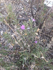 Dyschoriste decumbens