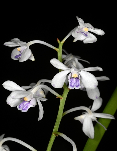 Lilac Vanda