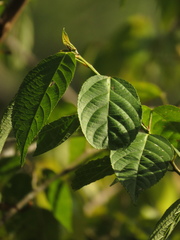 Acalypha diversifolia