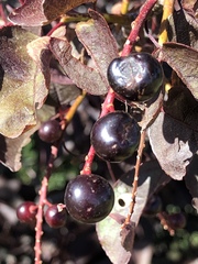 Prunus virginiana