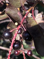 Prunus virginiana