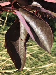 Prunus virginiana