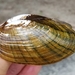 Eastern Lampmussel - Photo (c) Philippe Blais, some rights reserved (CC BY-NC-ND), uploaded by Philippe Blais
