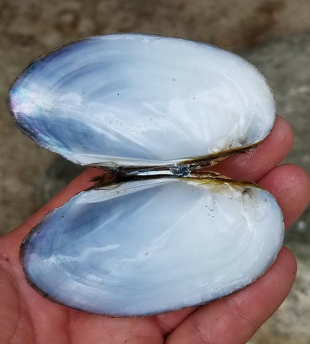 Eastern Lampmussel