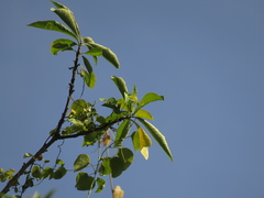Iochroma arborescens