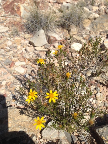 pricklyleaf dogweed