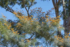 Grevillea pteridifolia