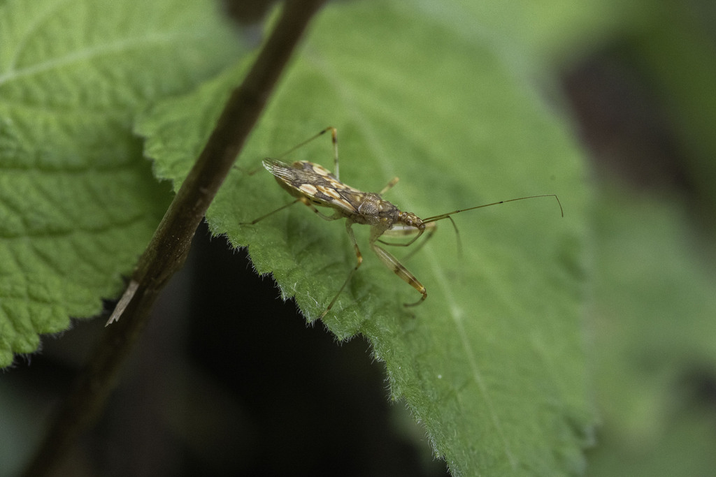Gorpis zhangmuensis