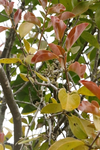 Image of Dendrophthoe pentandra by no rights reserved