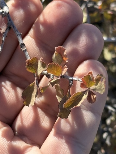 Havard Plum (Prunus havardii)
