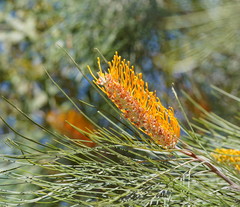 Grevillea pteridifolia
