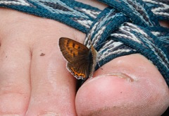 Lycaena helle