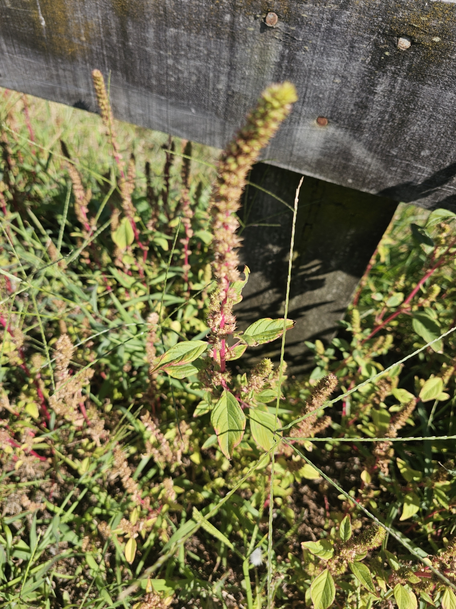Imagem de Caruru-de-mancha