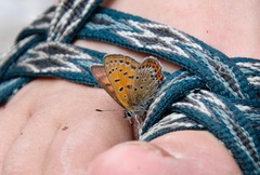 Lycaena helle