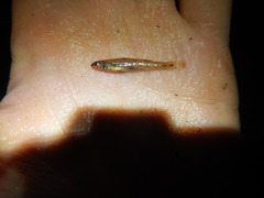 Etheostoma chlorosoma