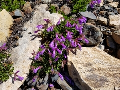 Penstemon davidsonii