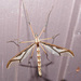 Giant Eastern Crane Fly - Photo (c) joannerusso, some rights reserved (CC BY-NC), uploaded by joannerusso