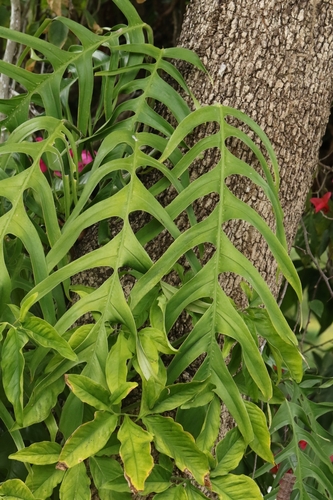 Epipremnum pinnatum